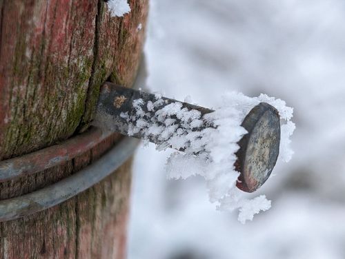 Eiskristalle am Nagel in einem Weinbergspfahl bei Partenheim
