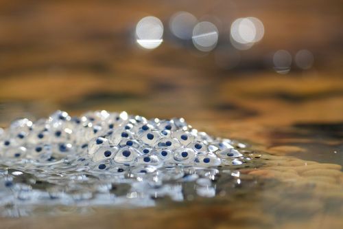 Froschlaich in einem Tümpel im Wald bei Nieder-Wiesen