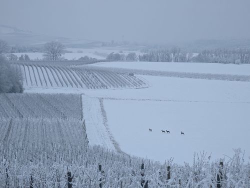 Ausblick aus der Weinlage Jugenheimer Hasensprung auf Rehe im verschneiten Selztal