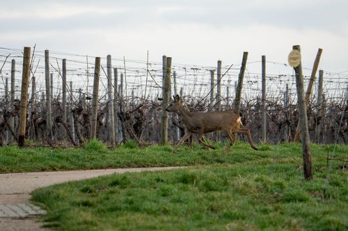 Reh auf dem Goldberg bei Jugenheim