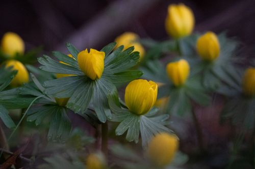 Winterlinge am Friedenskreuz bei Jugenheim