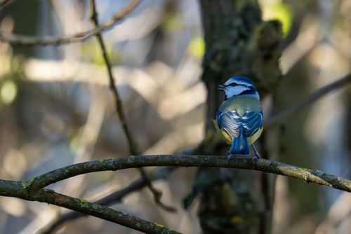 Blaumeise am Waldrand bei Lonsheim