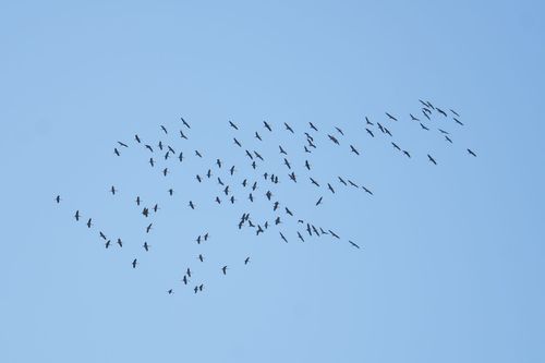Kranichschwarm am Himmel über Flonheim