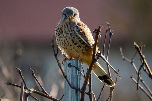 Turmfalke in den Weinbergen bei Jugenheim