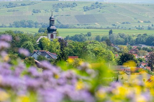 Blick aus einer Wildblumenwiese auf dem Goldberg nach Jugenheim