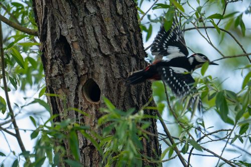 Buntsprecht im Landschaftsschutzgebiet Bingerweise bei Schwabenheim an der Selz