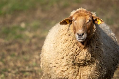 Coburger Fuchsschaf zur Beweidung der Trockenwiesen auf dem Bleichkopf bei Jugenheim