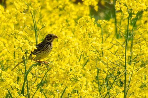 Grauammer in den Rapsfeldern bei Siefersheim
