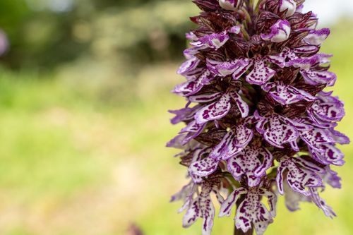 Großes Knabenkraut bei Siefersheim