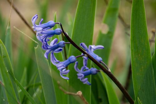 Hyazinthe in den Weinbergen bei Dolgesheim
