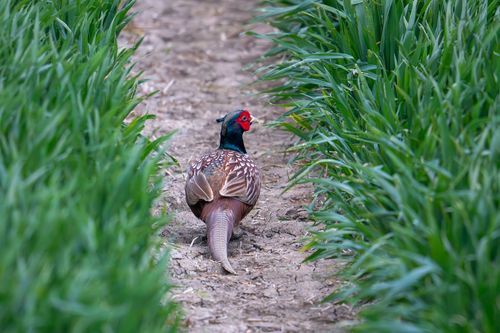 Jagdfasan im Landschaftsschutzgebiet Im Mayen an der Selz bei Stadecken-Elsheim