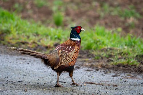 Jagdfasan auf einem Wanderparkplatz bei St. Johann