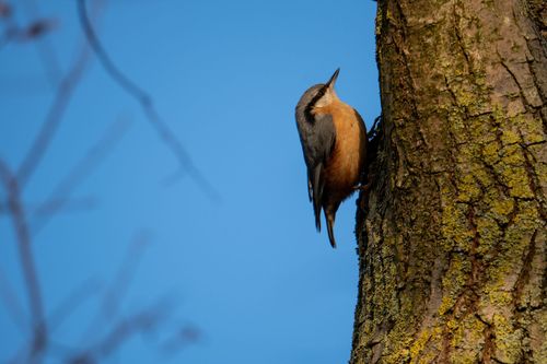 Kleiber im Auwald bei Ingelheim am Rhein