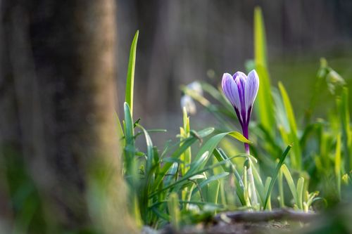 Krokus im Auwald bei Ingelheim am Rhein