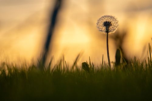 Löwenzahn im Abendlicht der Weinberge bei Jugenheim