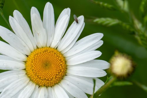 Margerite in einer Wildblumenwiese auf dem Goldberg bei Jugenheim