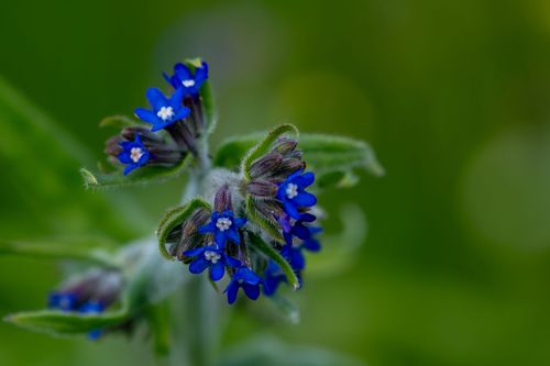 Ochsenzunge in einer Wildblumenwiese auf dem Goldberg bei Jugenheim