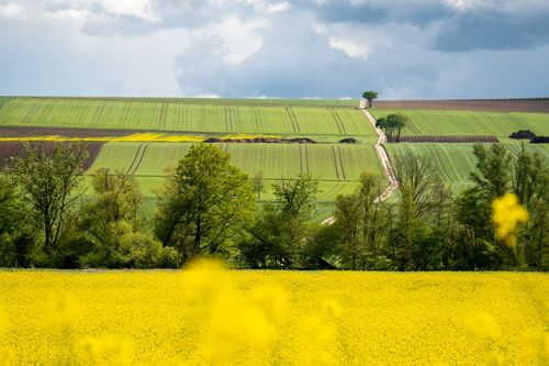 Blick über die Rapsfelder im Landschaftsschutzgebiet Bruchwiesen bei Stadecken-Elsheim