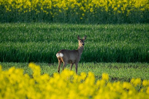 Reh zwischen den Rapsfeldern bei Stadecken-Elsheim