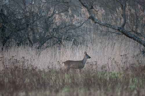 Reh in den Rheinauen bei Ingelheim am Abend