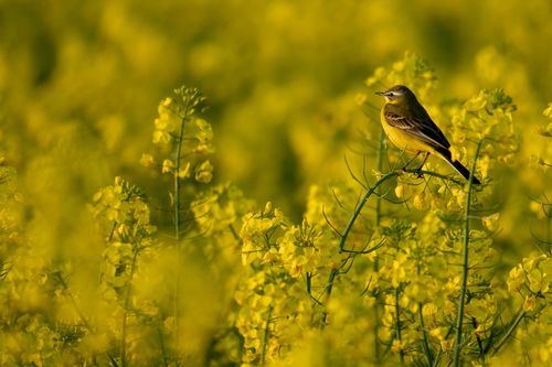 Schafstelze in den Rapsfeldern bei Stadecken-Elsheim