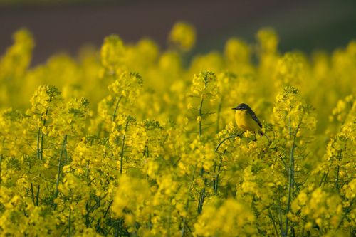 Schafstelze in den Rapsfeldern bei Stadecken-Elsheim