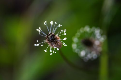 Spitzwegerich im Landschaftsschutzgebiet Höll-Martinsberg bei Siefersheim