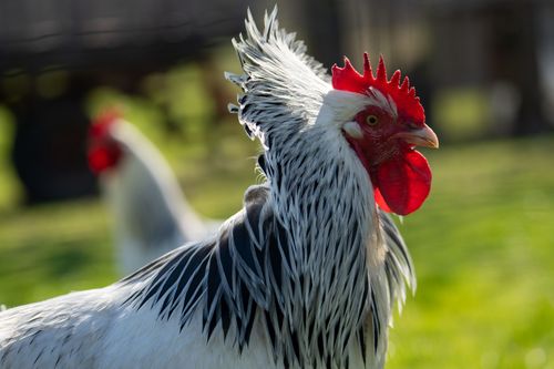 Sundheimer Hahn in den Streuobstwiesen bei Jugenheim
