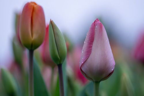 Tulpenfeld zum Selbstpflücken bei Mainz-Drais