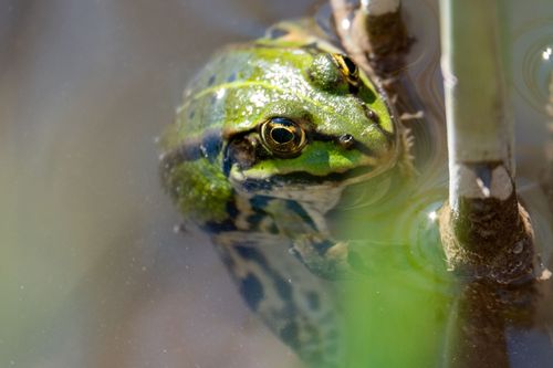 Wasserfrosch im Appelbach bei Neu-Bamberg
