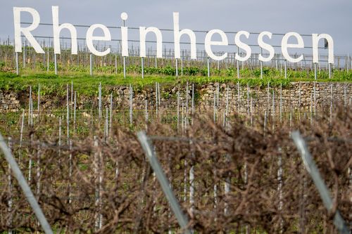 Blick in die Weinlage Höllenbrand bei Gundersheim