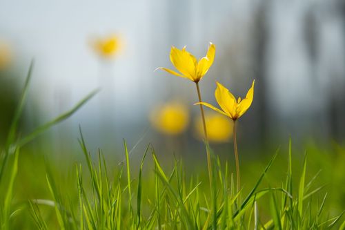 Wildtulpen auf dem Lieberg bei Gau-Odernheim