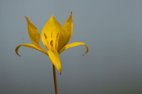 Wildtulpen auf dem Lieberg bei Gau-Odernheim
