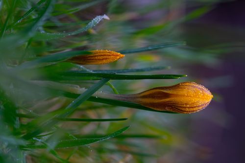 Gelber Krokus bei Regen im Laubenheimer-Bodenheimer Ried