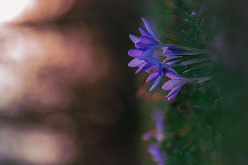 Lila Krokusse im Laubenheimer-Bodenheimer Ried