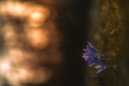 Lila Krokusse im Laubenheimer-Bodenheimer Ried