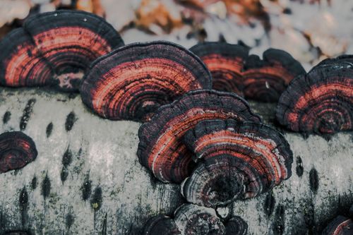 Rötende Blätterwirrlinge im Lonsheimer Wald