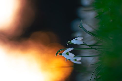 Schneeglöckchen bei Abendlicht im Laubenheimer-Bodenheimer Ried