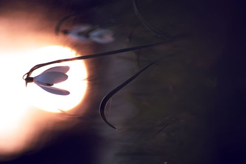 Schneeglöckchen bei Abendlicht im Laubenheimer-Bodenheimer Ried