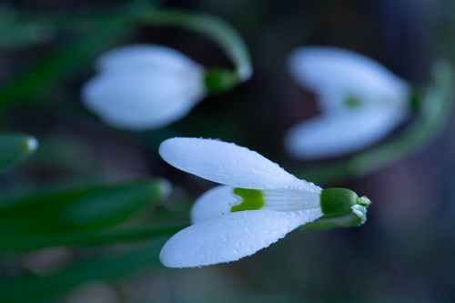 Schneeglöckchen bei Regen im Laubenheimer-Bodenheimer Ried