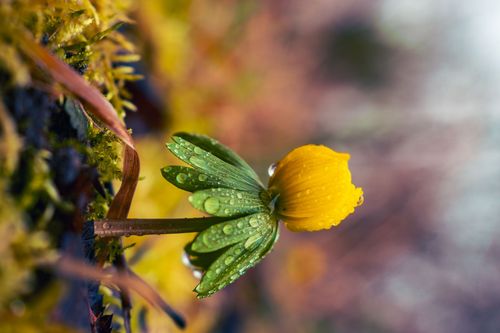 Winterling bei Regen im Laubenheimer-Bodenheimer Ried