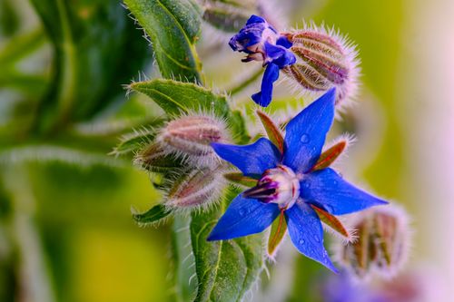 Blühender Borretsch in den Weinbergen bei Jugenheim