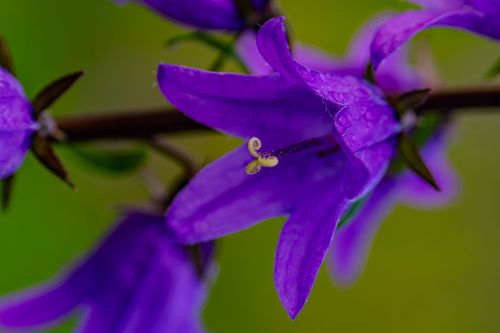 Blühende Glockenblume in den Weinbergen bei Jugenheim