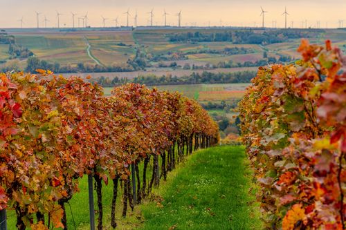 Buntes Herbstlaub in den Weinbergen auf dem Bleichkopf bei Jugenheim
