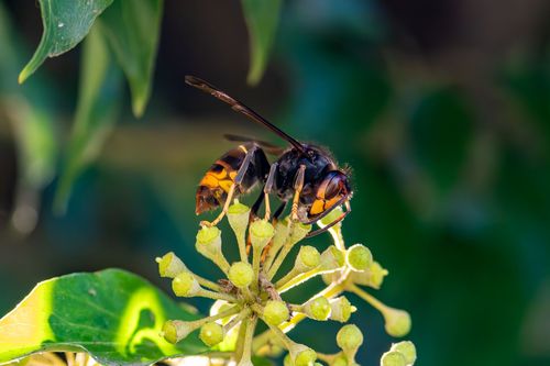 Hornisse im Laubenheimer-Bodenheimer Ried