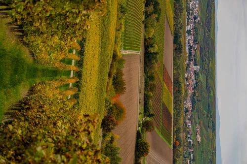 Blick aus den Partenheimer Weinbergen nach Jugenheim
