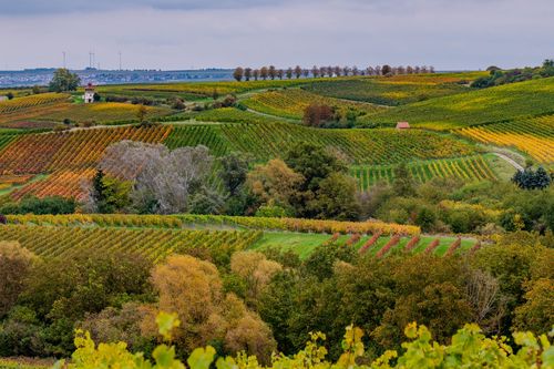Blick auf den Pertelturm über die herbstlichen Weinberge bei Saulheim