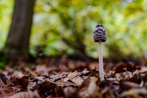 Ein Tintling im Laubwald bei Oberwiesen