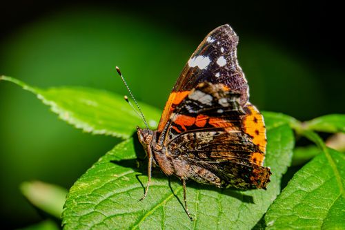 Admiral in der Weinlage Sankt Johanner Geyersberg