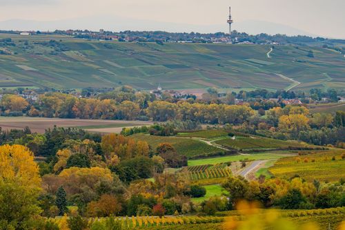 Ausblick in Richtung Stadecken-Elsheim und Essenheim aus den herbstlichen Weinbergen von Partenheim